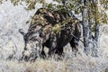 Black Rhinoceros Browsing under a tree. Royalty Free Stock Photo