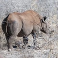 Black Rhinoceros Browsing under a tree. Royalty Free Stock Photo