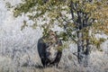 Black Rhinoceros Browsing under a tree. Royalty Free Stock Photo