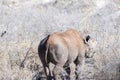 Black Rhinoceros Browsing under a tree. Royalty Free Stock Photo