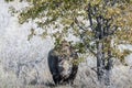 Black Rhinoceros Browsing under a tree. Royalty Free Stock Photo