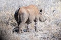 Black Rhinoceros Browsing under a tree. Royalty Free Stock Photo