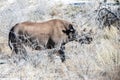 Black Rhinoceros Browsing under a tree. Royalty Free Stock Photo