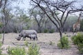 Black rhinoceros Royalty Free Stock Photo