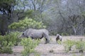 Black rhinoceros Royalty Free Stock Photo