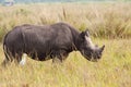 Black Rhinoceros Calf Royalty Free Stock Photo