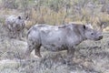 Black Rhinoceros and Calf baby Royalty Free Stock Photo