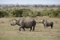 Black rhinoceros and her calf in Kenya Royalty Free Stock Photo