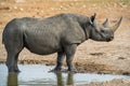 Black Rhinoceros - Diceros bicornis