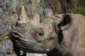 Black rhinoceros Diceros bicornis