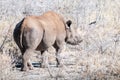 Black Rhinoceros Browsing under a tree. Royalty Free Stock Photo