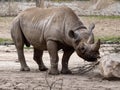 Black rhinoceros, Diceros bicornis michaeli, like all rhinos, belong to endangered species Royalty Free Stock Photo