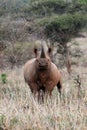 Black rhinoceros, Diceros bicornis, with raised head and huge horn with grassy foreground in the middle of a typical natural