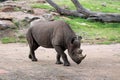 Black Rhinoceros Diceros bicornis at Taronga Western Plains Zoo Royalty Free Stock Photo