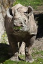 Black rhinoceros (Diceros bicornis).