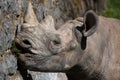 Black rhinoceros (Diceros bicornis).