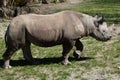 Black rhinoceros (Diceros bicornis).