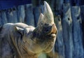 BLACK RHINOCEROS diceros bicornis, ZOO IN GERMANY Royalty Free Stock Photo