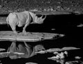 Black Rhinoceros drinking water