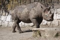 Black rhinoceros in Dvur Kralove zoo