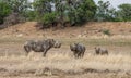 Black Rhinoceros Family Royalty Free Stock Photo