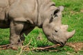 Black rhinoceros on grass close-up Royalty Free Stock Photo