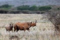 The black rhinoceros or hook-lipped rhinoceros Diceros bicornis female with young in the evening savannah.A pair of rare rhinos Royalty Free Stock Photo