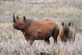 The black rhinoceros or hook-lipped rhinoceros Diceros bicornis female with young in savannah. Rarity black rhinoceros with a Royalty Free Stock Photo