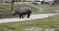 Black Rhinoceros at the zoo. Royalty Free Stock Photo