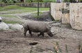 Black Rhinoceros at the zoo. Royalty Free Stock Photo