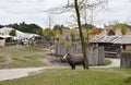 Black Rhinoceros at the zoo. Royalty Free Stock Photo