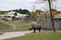 Black Rhinoceros at the zoo. Royalty Free Stock Photo