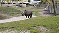 Black Rhinoceros at the zoo. Royalty Free Stock Photo