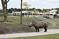 Black Rhinoceros at the zoo. Royalty Free Stock Photo