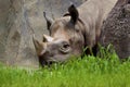 Black Rhinoceros   845740 Royalty Free Stock Photo