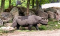 The black rhinoceros or hook-lipped rhinoceros Diceros bicornis walking. It is a species of rhino, native to eastern and Royalty Free Stock Photo