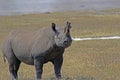 Black rhinoceros or hook-lipped rhinoceros in Sanctuary Ngorongoro Crater Camp, Tanzania