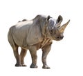 Black Rhinoceros Isolated on White Royalty Free Stock Photo