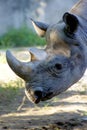 Black Rhinoceros   803707 Royalty Free Stock Photo