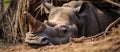 A black rhinoceros rests on the ground, surrounded by dirt and grass Royalty Free Stock Photo