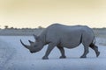 Black rhinoceros on the road at sunrise Royalty Free Stock Photo