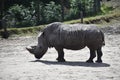 Black Rhinoceros at Safari Park.