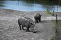 Black Rhinoceros at Safari Park.