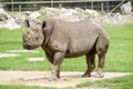 Black rhinoceros