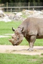 Black rhinoceros