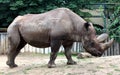 Black rhinoceros