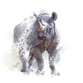 Black rhinoceros watercolor on white background