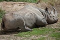 Black rhinoceros (Diceros bicornis).