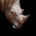 Black rhinoceros young calf Royalty Free Stock Photo