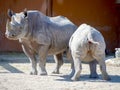 Black rhinoceros in zoo Royalty Free Stock Photo